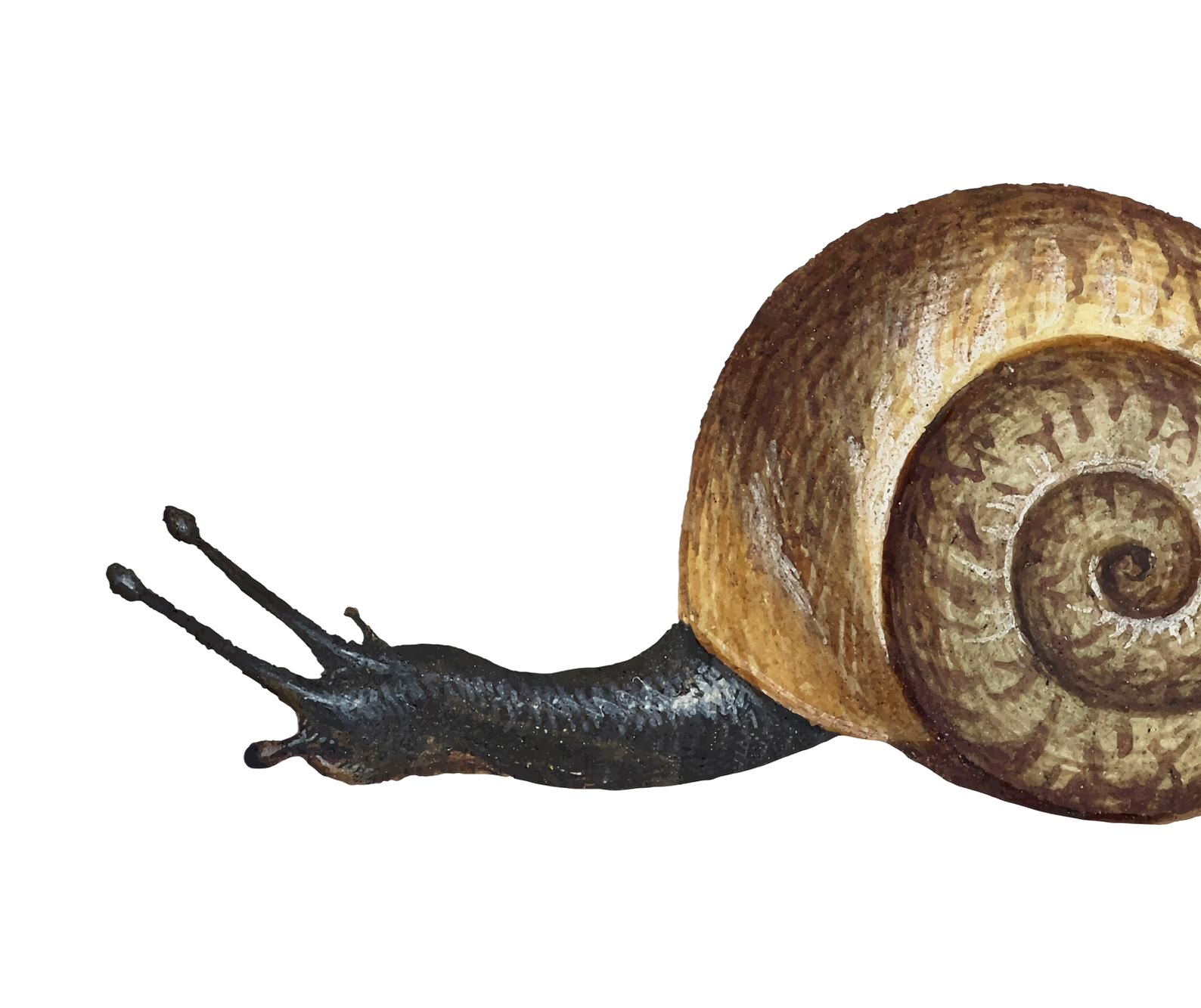 Ilustración vintage: caracol